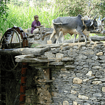 Farmer Rajasthan