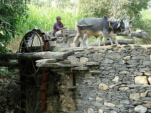 Farmer Rajasthan